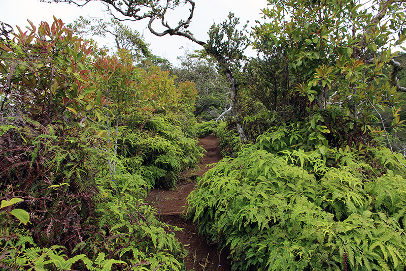 Kuliouou Ridge Oahu Hawaii