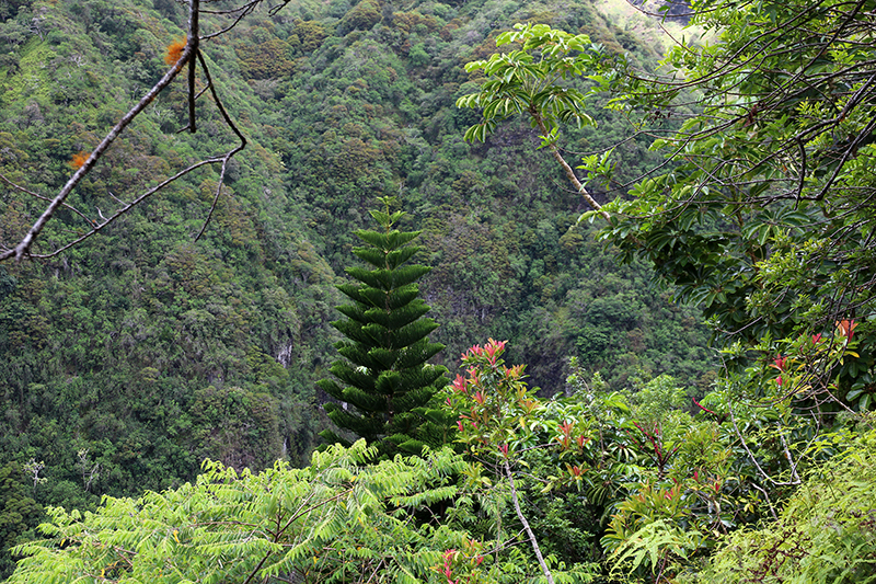 Kuliouou Ridge Oahu Hawaii