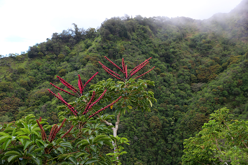 Kuliouou Ridge Oahu Hawaii