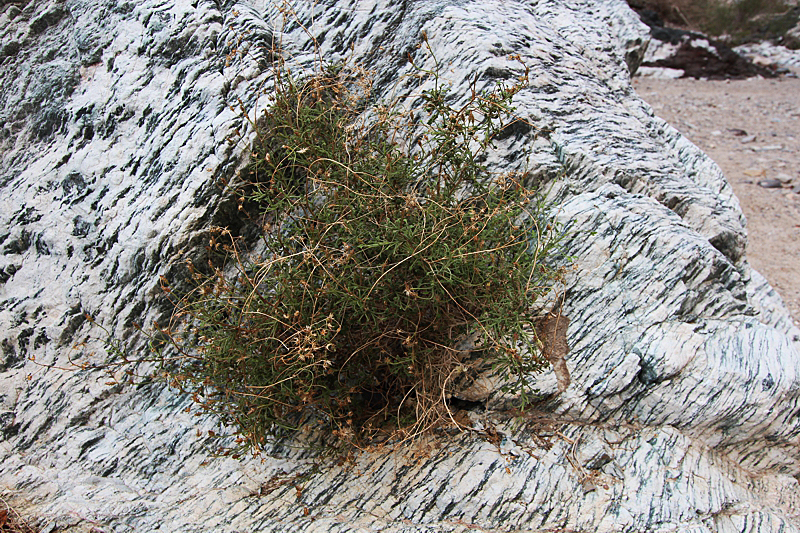 Painted Canyon aka. Ladder Canyon