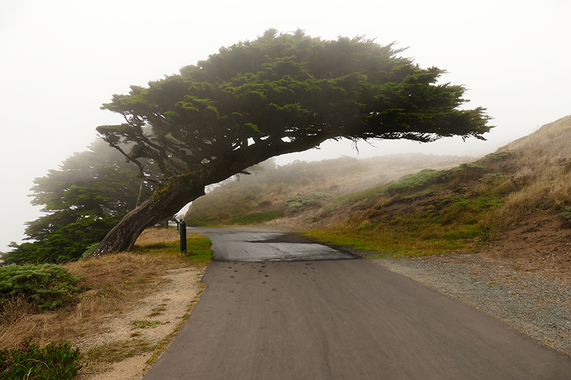 Bild vom Trail zum Lighthouse - Point Reyes