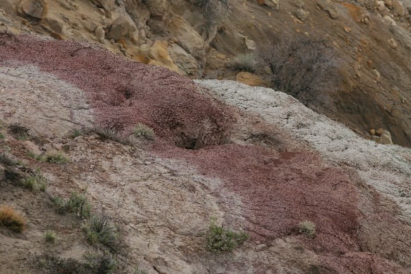 Lybrook Fossil Area aka. Lybrook Badlands Overlook [San Juan Basin]