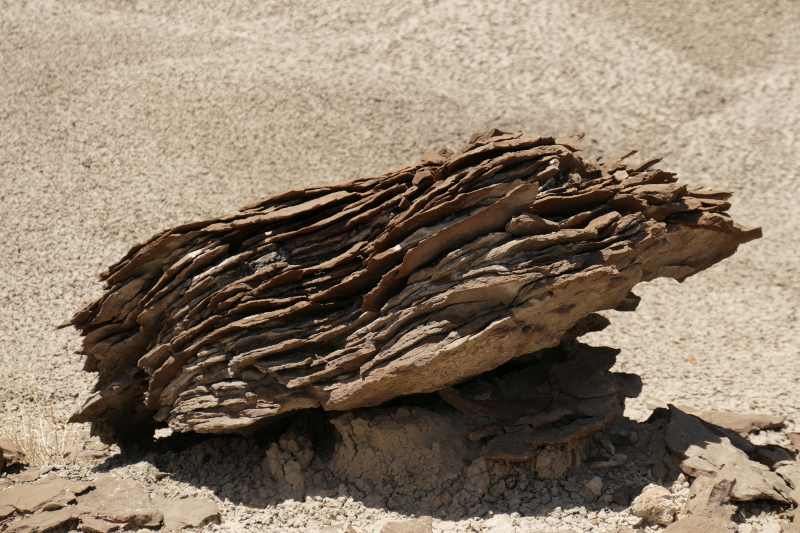 USA Hiking Database: Bilder Lybrook Fossil Area aka. Lybrook Badlands [Alamito Arroyo - San Juan Basin] - Pictures Lybrook Fossil Area aka. Lybrook Badlands [Alamito Arroyo - San Juan Basin]