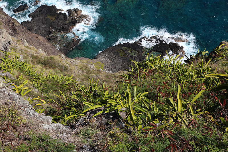 Makapu'u Point [Oahu - Hawaii]