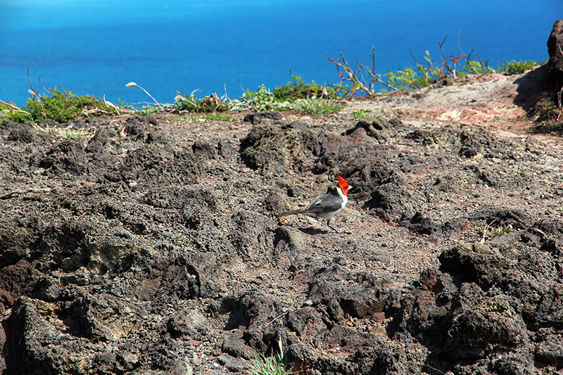 Makapu'u Point [Oahu - Hawaii]