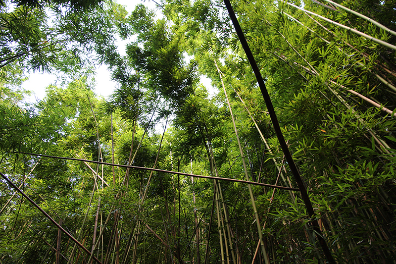 Manoa Falls Oahu Hawaii