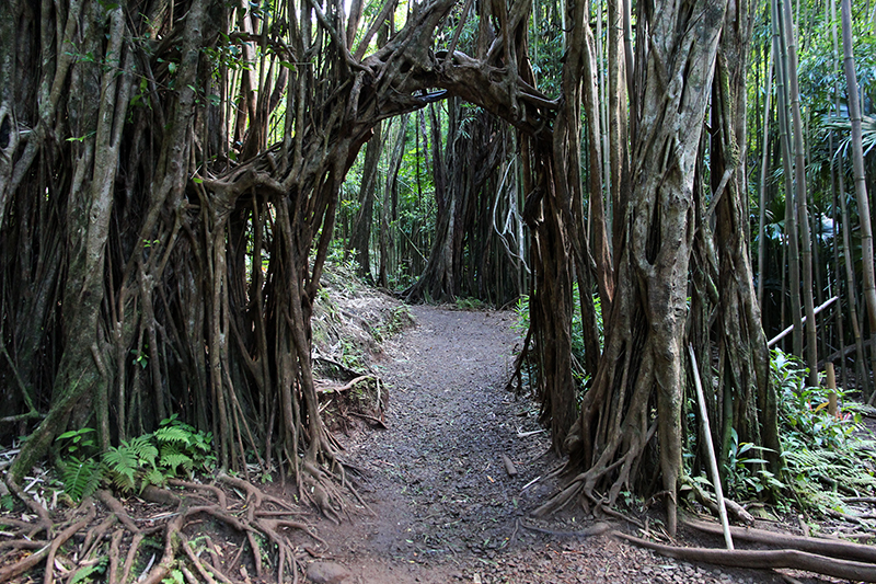 Manoa Falls Oahu Hawaii