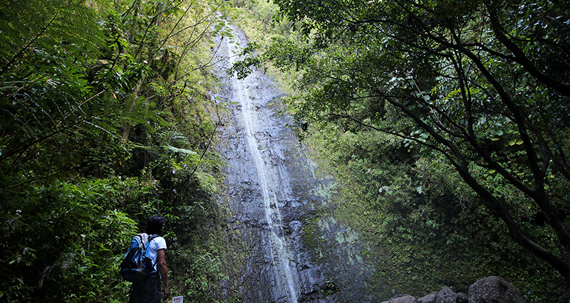 Manoa Falls Oahu Hawaii