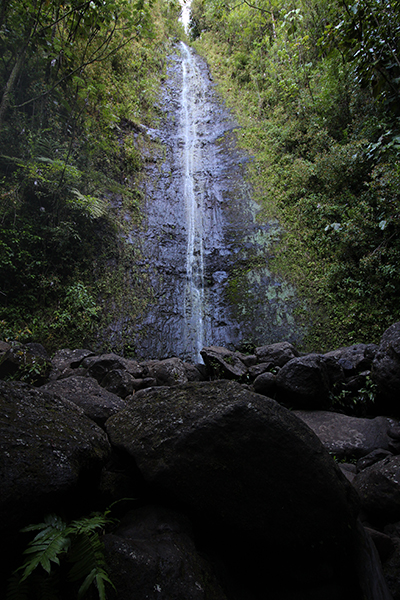 Manoa Falls Oahu Hawaii
