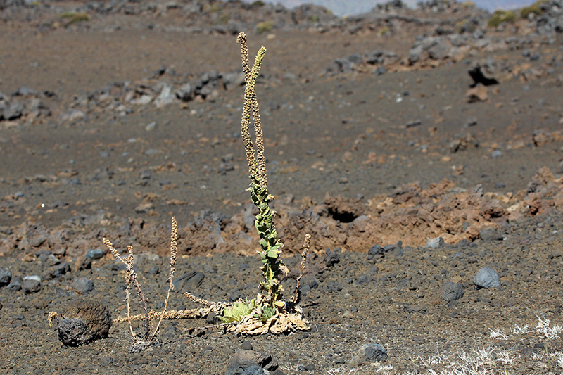 Mauna Kea weisser Berg Big Island Hawaii