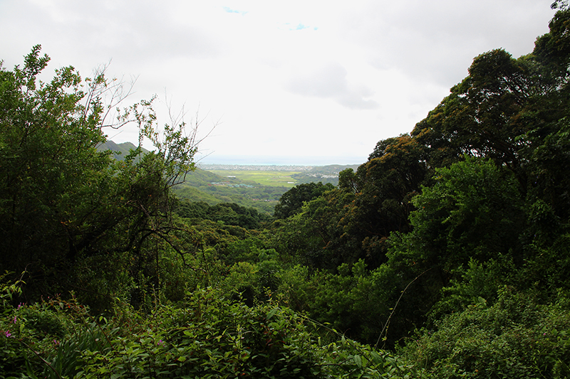 Maunawili Trail Pali Side - Ko'olau Range [Oahu - Hawaii]