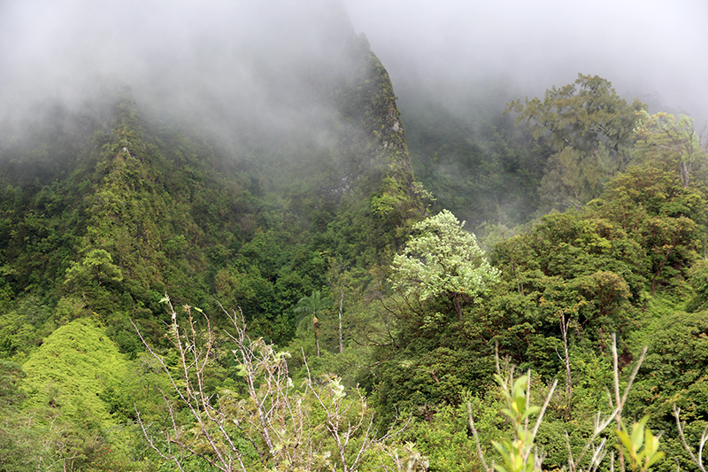 Maunawili Trail Pali Side - Ko'olau Range [Oahu - Hawaii]