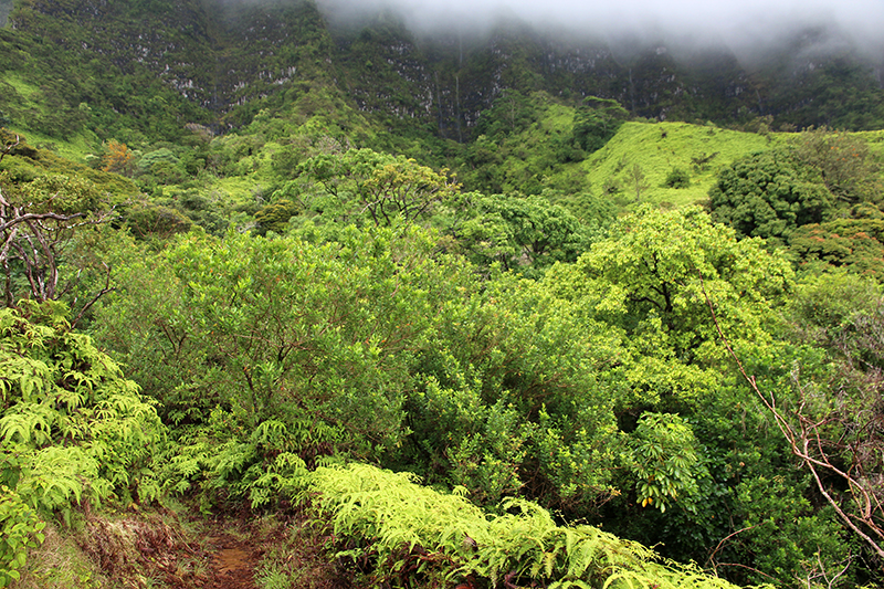 Maunawili Valley - Ko'olau Range