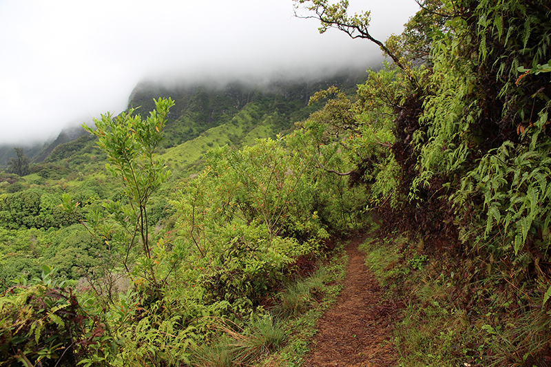 Maunawili Trail Pali Side - Ko'olau Range [Oahu - Hawaii]