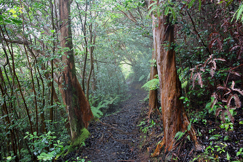 Maunawili Valley - Ko'olau Range