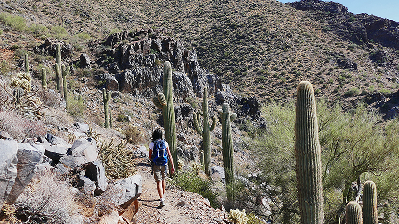 Mc Dowell Mountains Scottsdale Arizona