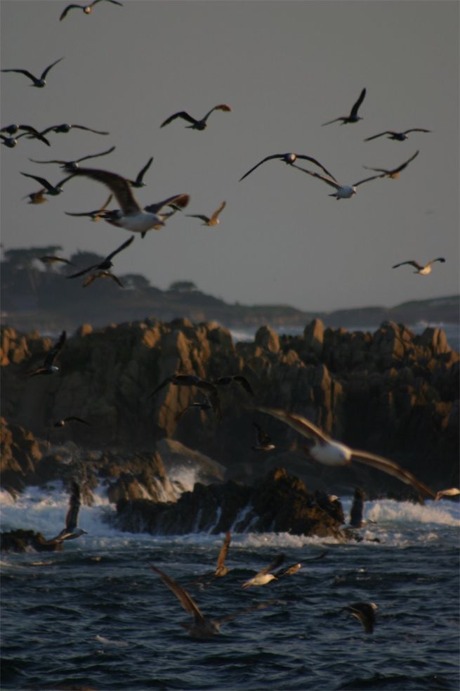 17 Mile Drive