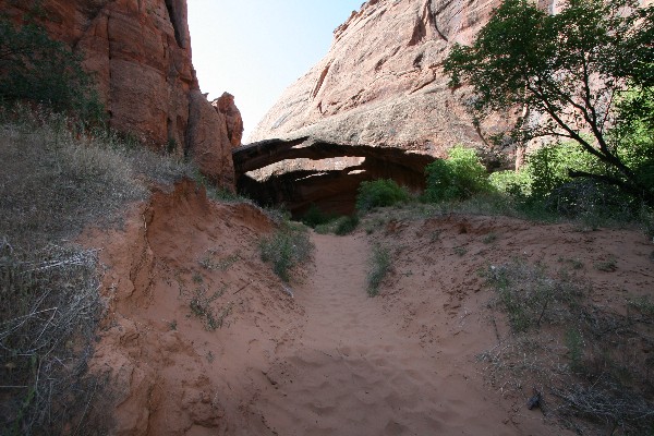 Morning Glory Arch