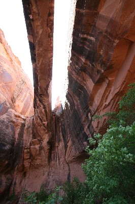 Morning Glory Arch