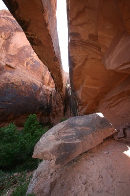 Morning Glory Arch