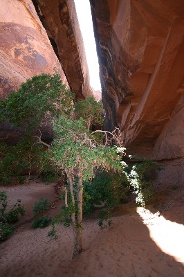 Morning Glory Arch