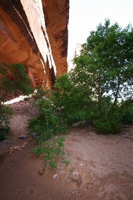 Morning Glory Arch