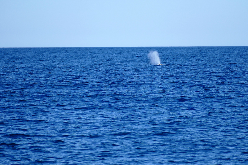 Whalewatching Morro Bay