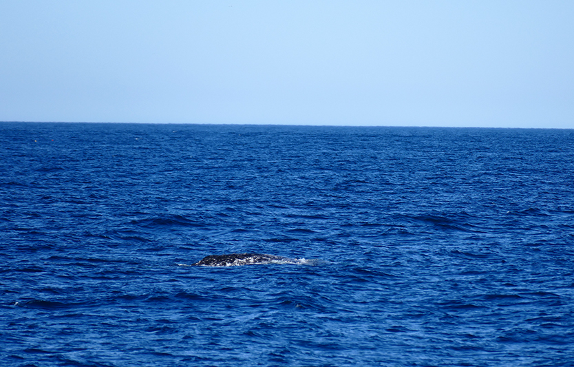 Whalewatching Morro Bay