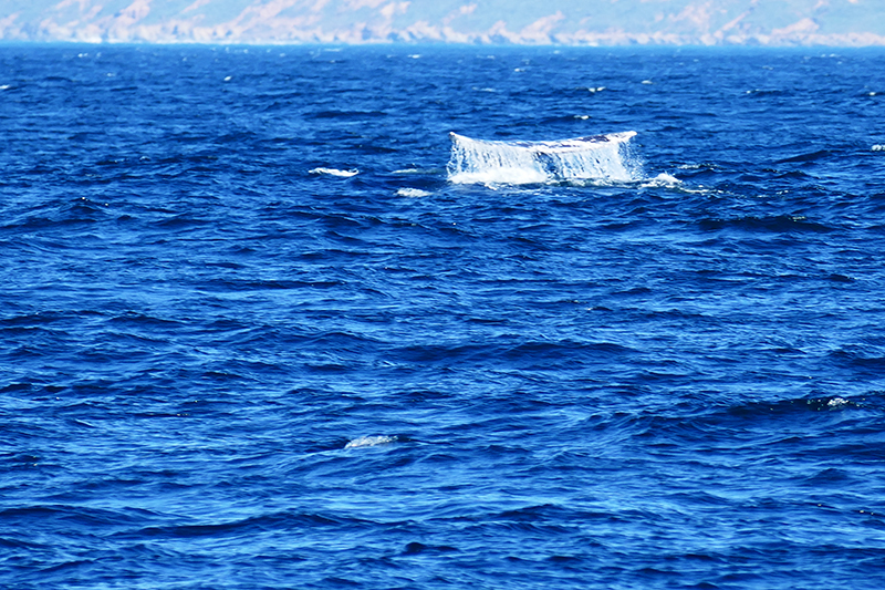 Whalewatching Morro Bay