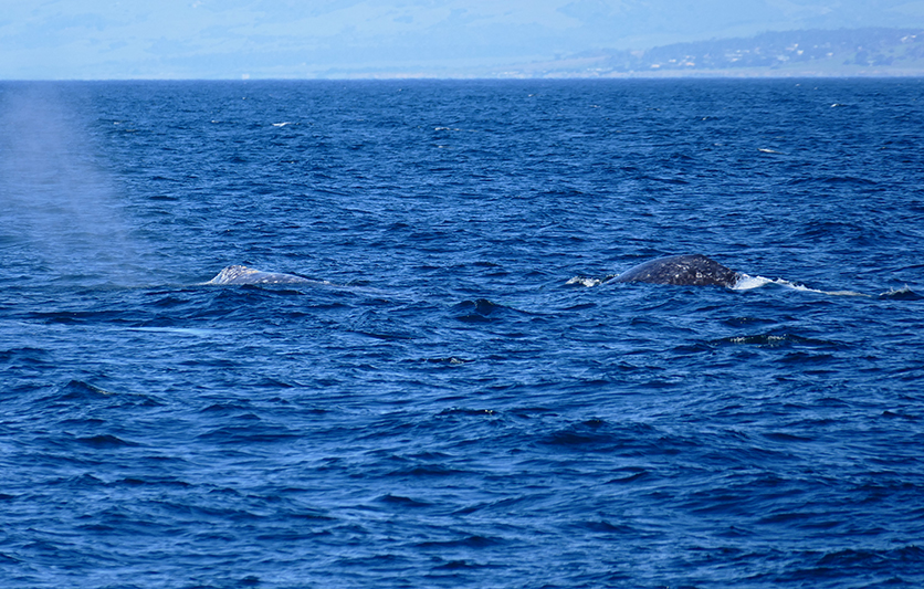 Whalewatching Morro Bay