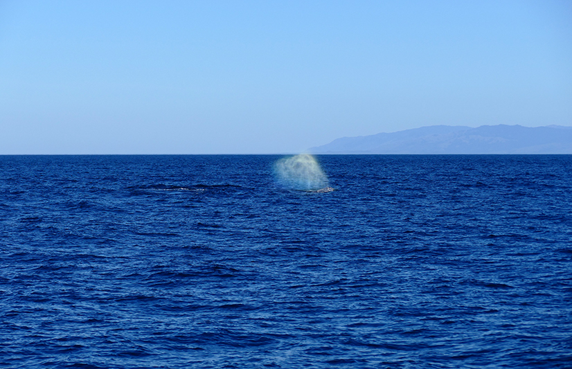 Whalewatching Morro Bay