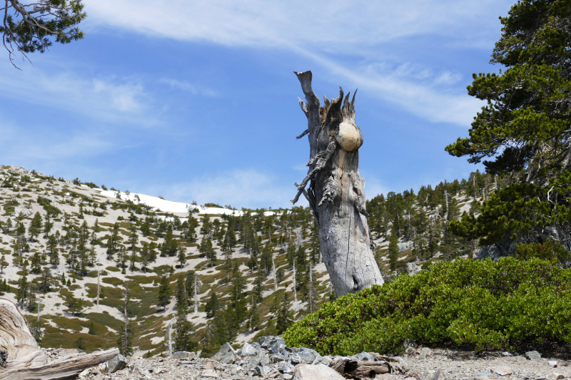 Mount San Antonio aka. Mount Baldy [Angeles National Forest]