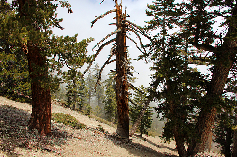 Mount San Antonio aka. Mount Baldy [Angeles National Forest]