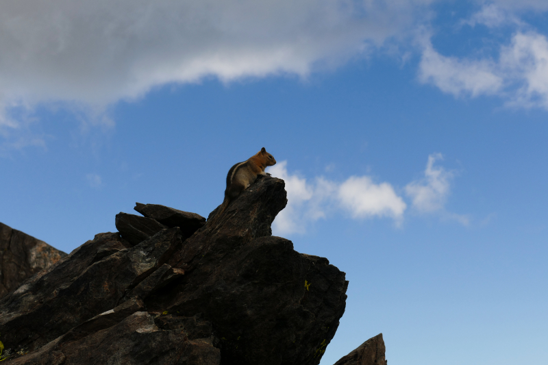 Bild von einem Squirrel auf dem Gipfel des Mount Tallac - Eldorado Mountains