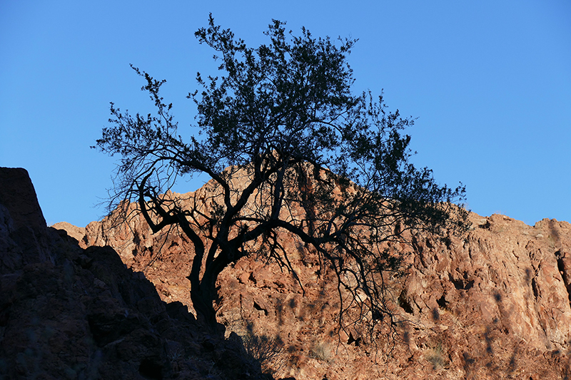 Muggins Mountains Wilderness