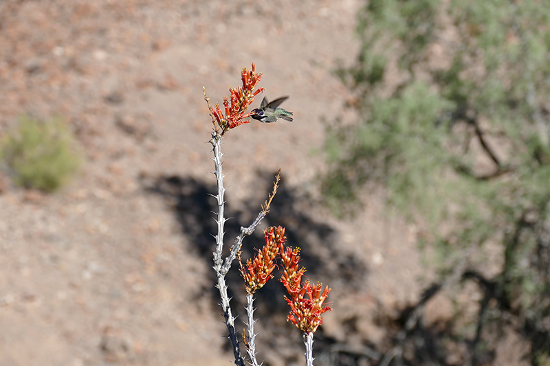 Muggins Mountains Wilderness