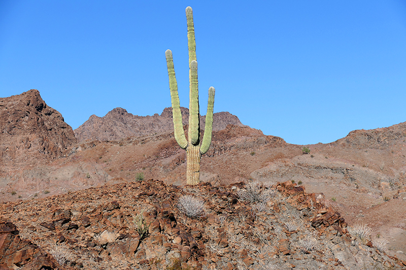 Muggins Mountains Wilderness