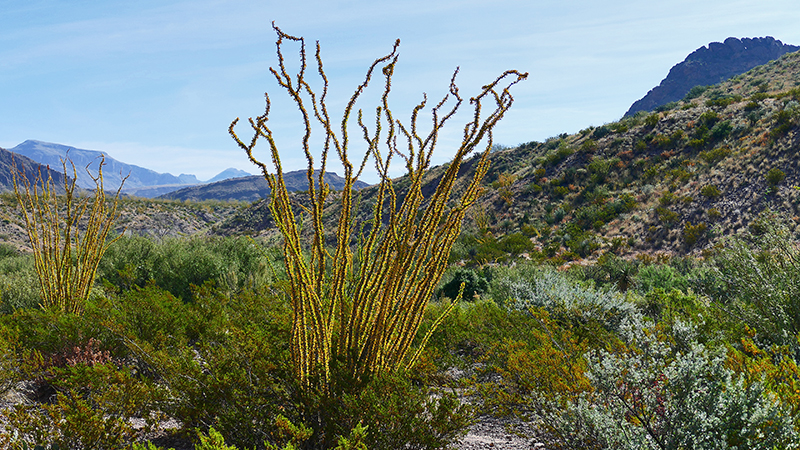 Mule Ear Peaks [Big Bend National Park]