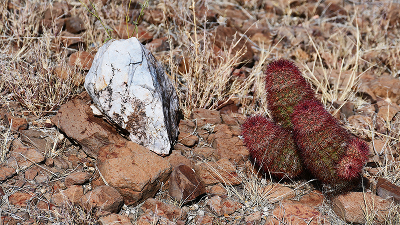 Mule Ear Peaks [Big Bend National Park]