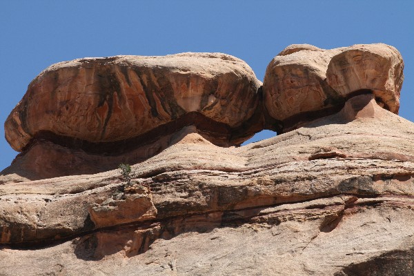 Musk Ox Arch