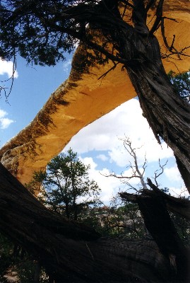 Natural Bridges National Monument