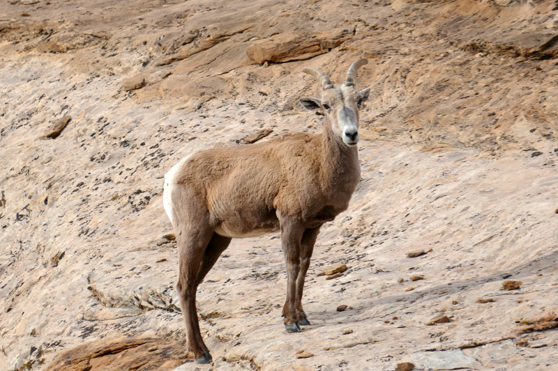 Navajo Knobs Trail [Capitol Reef National Park]