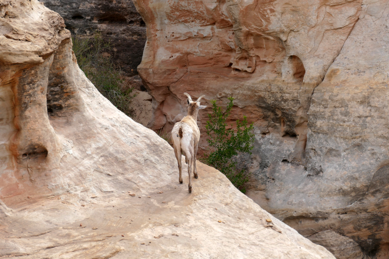 Navajo Knobs Trail [Capitol Reef National Park]