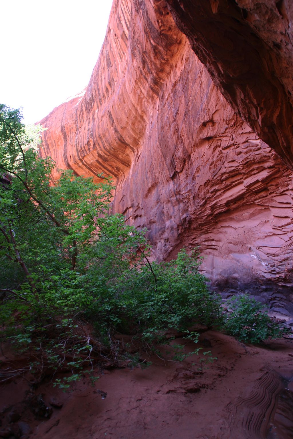 Neon Canyon