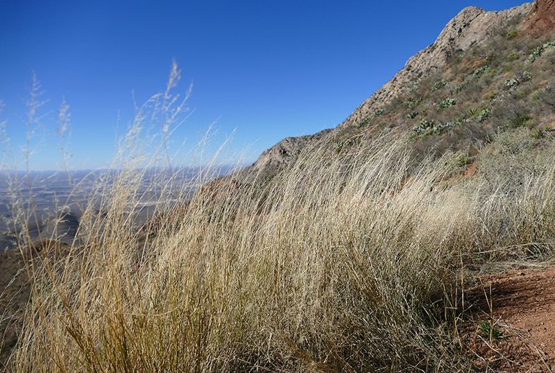 Agave Loop Trail [Franklin Mountains State Park - Tom Mays Unit]