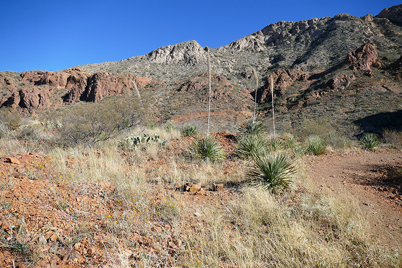 Agave Loop Trail [Franklin Mountains State Park - Tom Mays Unit]