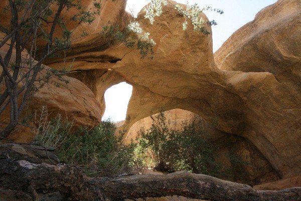 Octopus Arch