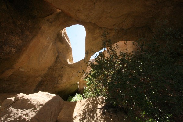 Octopus Arch