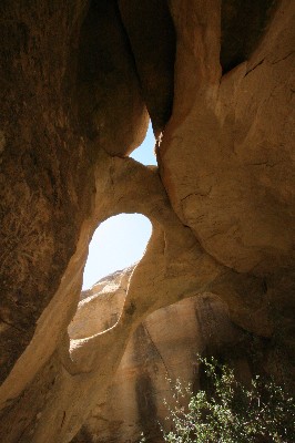 Octopus Arch