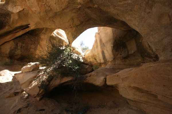 Octopus Arch